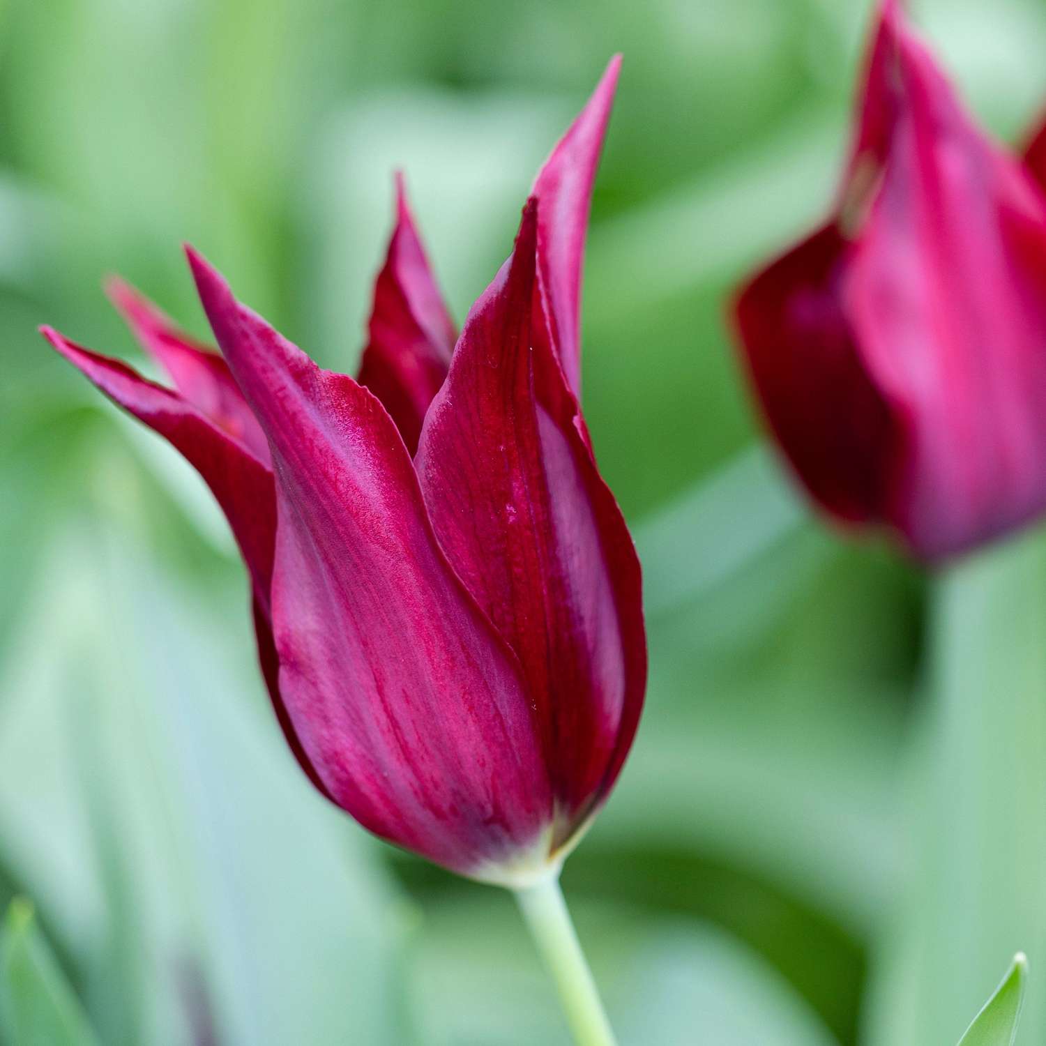 Tulppaani 'Sarah Raven'